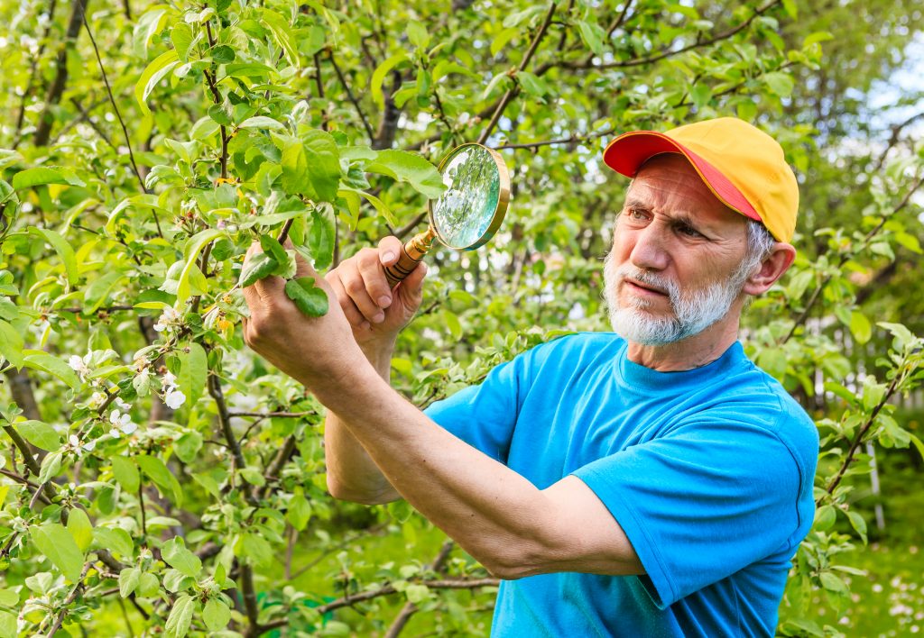 Болезни и вредители плодовых деревьев: методы борьбы